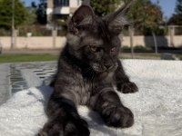 Maine coon erkek black smoke pet şecereli