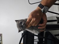 1 adet 1 aylık dişi british shorthair
