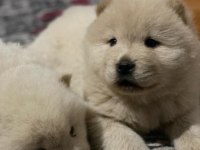 Çin aslanı köpeği