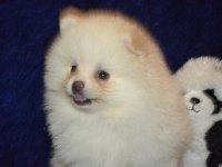 Pomeranian boo kızımız