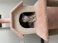 Safkan silver yakışıklı british shorthair oğlum