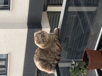 Scottish fold whiskas cinsli kedimiz