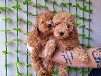 Ev Doğumu Red ve Red Brown Toy Poodle Bebekler