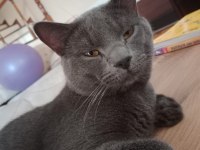 British shorthair gri kedimiz