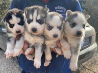 Safkan Üst kalite Husky