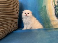 British shorthair yavrumuz