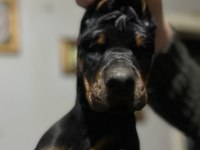 Üst düzey şecereli doberman yavruları