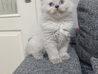 Sadece Aileye British Longhair