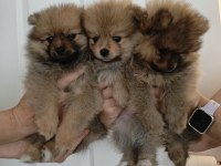 Pomeranian spitz disi erkek
