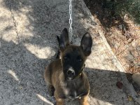 3 aylık safkan Belçika kurdu yavruları orjinal malinois