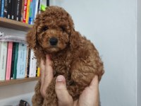 Toy poodle yavruları