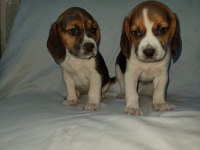 Sevimli ve Oyuncu Beagle Yavrularımız.