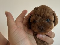 Kore toy poodle