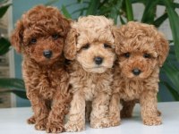 Küçük poodle prensesler