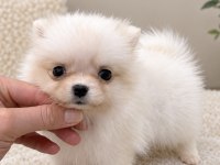 MİCRO MİNİ BOY DİŞİ POMERANİAN BOO