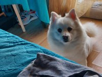Beyaz volpino köpek ve köyü kahverengi melez kopeğim