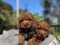 ÜST KALİTE KORE KAN POODLE YAVRULAR