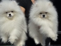 Petmode köpek çiftliğinden pomeranian yavrular