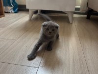 1.5 Aylık Melek Yüzlü Scottish Fold Yavru