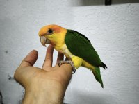 Oyuncu renk güzeli caique bebekler