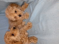 Dünya tatlısı maltipoo bebekler