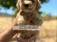 Toy Poodle Dişi Ve Erkek