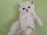 British Shorthair Yavrusu