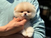 Pomeranian Boo Yavrularımız