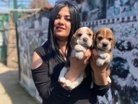 Elizabet dişi beagle yavrularım