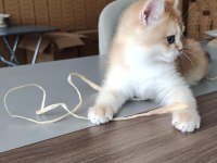 British Shorthair Golden shaded Ny11 Erkek yavru