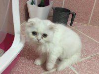 Scottish Fold 2.5 Aylık Erkek