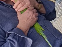 7 aylık kapalı bilezik alexander erkek