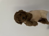 MİNİ BOY POODLE YAVRULAR