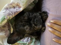 6. Ayında FRANSIZ BULLDOG erkek