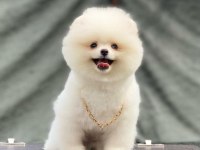 Evlerinize getirecek pomeranian boo köpekler hazır