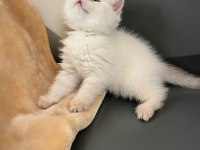 British Blue Point Erkek Yavru