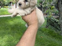 MALTİPOO YAVRULAR