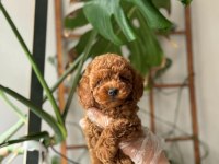 EV ORTAMINDA BÜYÜYEN TOY POODLE BEBEKLER