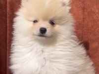 Pomeranian bebek köpekler