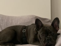 1 Yaşında blue dişi french bulldog sahiplendirilecek