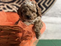 Kore kan poodle yavrularımız