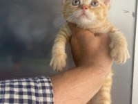 Erkek british shorthair yavru