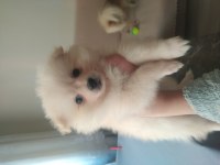 2 aylık pomeranian yavrularım acil satılık