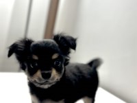 Tea Cup Mini Boy Chihuahua