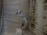 Cinnemon pearl dişi sultan papağanı