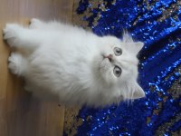 Sağlıklı ve oyuncu bebek british longhair