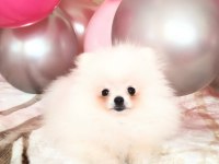 Pomeranian Boo Pamuk Gibi Beyaz Tedy Bear Yavrular
