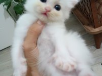 British longhair