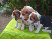 Show kalite safkan beagle yavrular