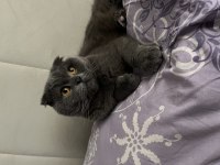 Acil Sahiplendirme Scottish Fold
